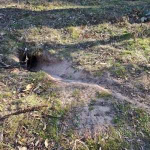 Oryctolagus cuniculus at O'Malley, ACT - 5 Sep 2024