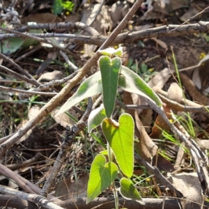 Oxypetalum coeruleum at O'Malley, ACT - 5 Sep 2024