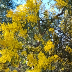 Acacia boormanii at O'Malley, ACT - 5 Sep 2024 04:03 PM