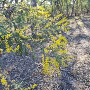 Acacia dealbata subsp. dealbata at O'Malley, ACT - 5 Sep 2024 04:01 PM