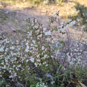 Cryptandra amara at O'Malley, ACT - 5 Sep 2024