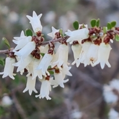 Cryptandra amara at O'Malley, ACT - 5 Sep 2024