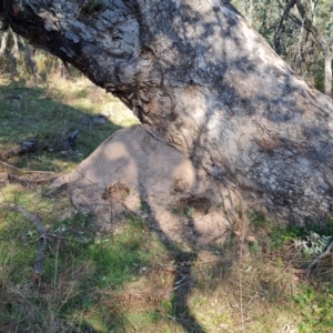 Nasutitermes exitiosus at O'Malley, ACT - 5 Sep 2024