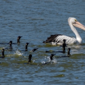 Pelecanus conspicillatus at Bundaberg North, QLD - 10 Jun 2024