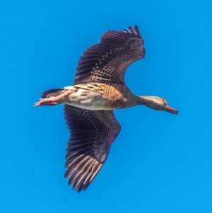 Dendrocygna eytoni at Bundaberg North, QLD - 11 Jun 2024