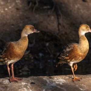 Dendrocygna eytoni at Bundaberg North, QLD - 11 Jun 2024