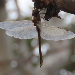 Anax papuensis (Australian Emperor) at Kaleen, ACT - 25 Aug 2024 by SandraH