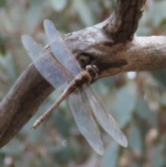 Anax papuensis at Kaleen, ACT - 25 Aug 2024