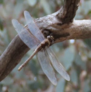 Anax papuensis at Kaleen, ACT - 25 Aug 2024