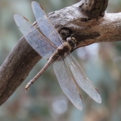 Anax papuensis at Kaleen, ACT - 25 Aug 2024