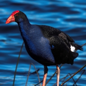 Porphyrio melanotus at Bundaberg North, QLD - 10 Jun 2024