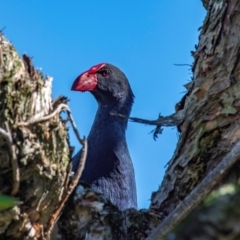 Porphyrio melanotus at Bundaberg North, QLD - 10 Jun 2024