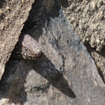 Egernia cunninghami (Cunningham's Skink) at Greenway, ACT - 5 Sep 2024 by SandraH