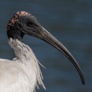 Threskiornis molucca at Bundaberg North, QLD - 10 Jun 2024