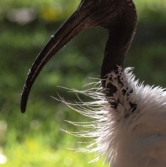 Threskiornis molucca at Bundaberg North, QLD - 10 Jun 2024