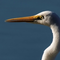 Ardea alba (Great Egret) at Bundaberg North, QLD - 11 Jun 2024 by Petesteamer