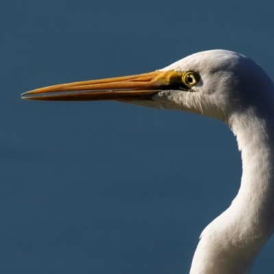 Ardea alba (Great Egret) at Bundaberg North, QLD - 12 Jun 2024 by Petesteamer