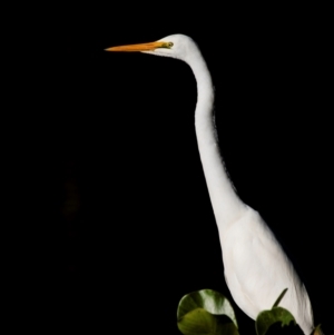 Ardea alba at Bundaberg North, QLD - 12 Jun 2024