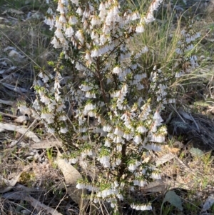 Styphelia fletcheri subsp. brevisepala at Denman Prospect, ACT - 5 Sep 2024