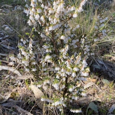 Leucopogon fletcheri subsp. brevisepalus (Twin Flower Beard-Heath) at Denman Prospect, ACT - 5 Sep 2024 by SteveBorkowskis