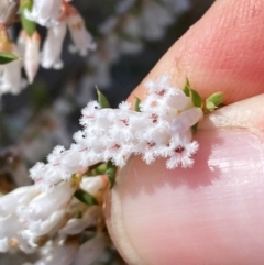 Styphelia fletcheri subsp. brevisepala at Denman Prospect, ACT - suppressed