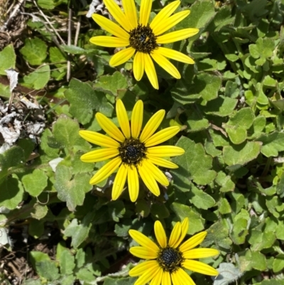 Arctotheca calendula (Capeweed, Cape Dandelion) at Whitlam, ACT - 5 Sep 2024 by SteveBorkowskis