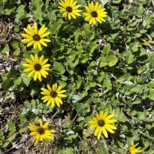 Arctotheca calendula at Whitlam, ACT - 5 Sep 2024