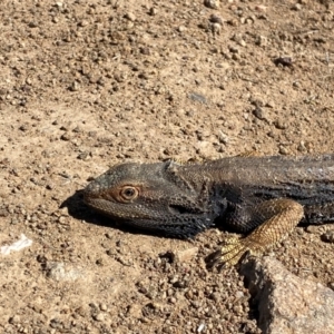 Pogona barbata at Denman Prospect, ACT - 5 Sep 2024