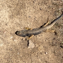 Pogona barbata at Denman Prospect, ACT - suppressed