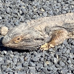 Pogona barbata (Eastern Bearded Dragon) at Denman Prospect, ACT - 5 Sep 2024 by SteveBorkowskis