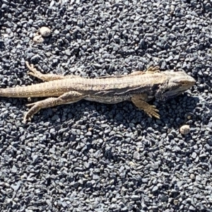 Pogona barbata at Denman Prospect, ACT - suppressed