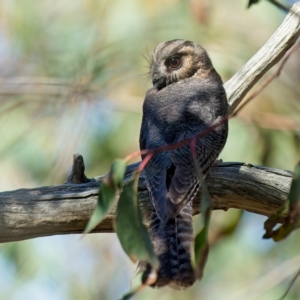 Aegotheles cristatus at Denman Prospect, ACT - 5 Sep 2024