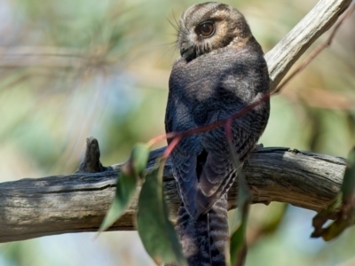 Aegotheles cristatus (Australian Owlet-nightjar) at Denman Prospect, ACT - 5 Sep 2024 by Kenp12