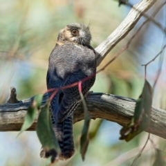 Aegotheles cristatus at Denman Prospect, ACT - 5 Sep 2024