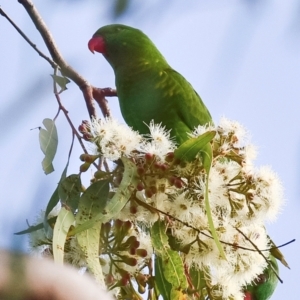 Trichoglossus chlorolepidotus at Bundaberg Central, QLD - 11 Jun 2024