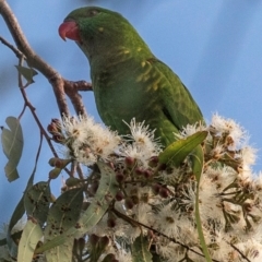 Trichoglossus chlorolepidotus at Bundaberg Central, QLD - 11 Jun 2024