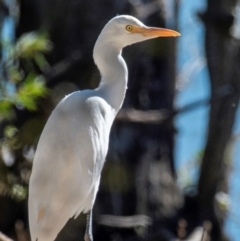 Bubulcus coromandus (Eastern Cattle Egret) at Bundaberg North, QLD - 10 Jun 2024 by Petesteamer