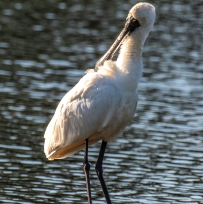 Platalea regia (Royal Spoonbill) at Bundaberg North, QLD - 11 Jun 2024 by Petesteamer