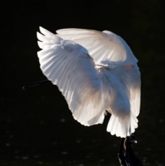 Platalea regia at Bundaberg North, QLD - 11 Jun 2024 03:46 PM