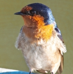 Hirundo neoxena (Welcome Swallow) at Bundaberg North, QLD - 12 Jun 2024 by Petesteamer