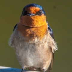 Hirundo neoxena at Bundaberg North, QLD - 12 Jun 2024 08:17 AM