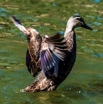 Anas superciliosa (Pacific Black Duck) at Bundaberg North, QLD - 20 Jun 2024 by Petesteamer