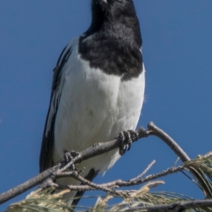 Cracticus nigrogularis at Bundaberg North, QLD - 13 Jun 2024 12:30 PM