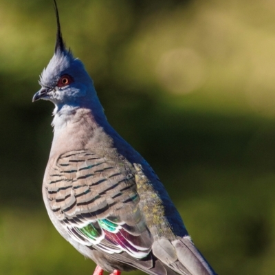 Ocyphaps lophotes (Crested Pigeon) at Bundaberg North, QLD - 10 Jun 2024 by Petesteamer