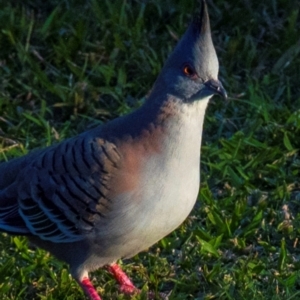 Ocyphaps lophotes at Bundaberg North, QLD - 10 Jun 2024