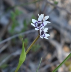 Wurmbea dioica subsp. dioica (Early Nancy) at Hackett, ACT - 1 Sep 2024 by Venture