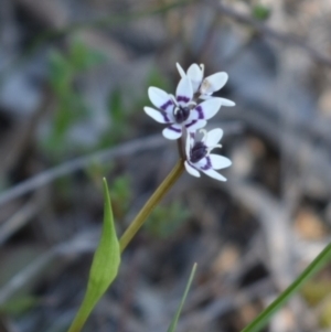 Wurmbea dioica subsp. dioica at Hackett, ACT - 1 Sep 2024