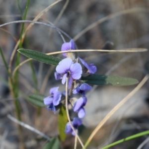 Hovea heterophylla at Hackett, ACT - 1 Sep 2024