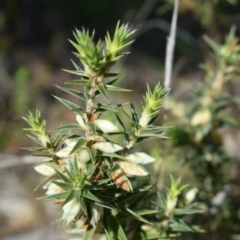 Melichrus urceolatus (Urn Heath) at Hackett, ACT - 1 Sep 2024 by Venture