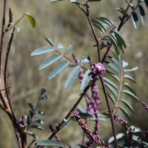 Indigofera australis subsp. australis at Hackett, ACT - 1 Sep 2024